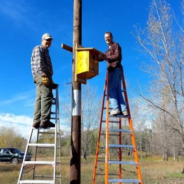 New American Kestrel Nest Box installed at the Preserve